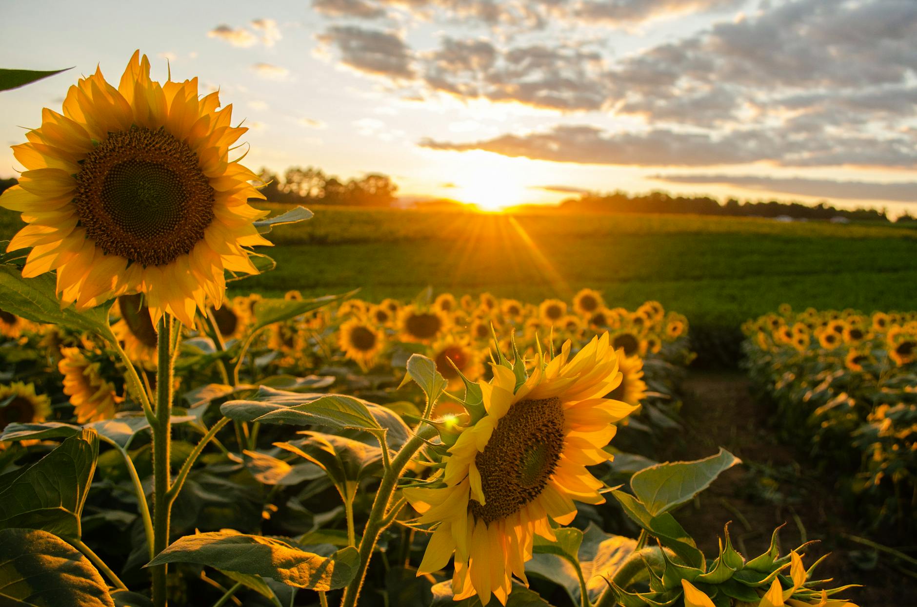 Weinviertel — Sonnenblumenfelder